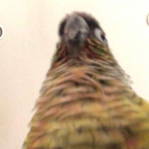 Meet your Posher, Andrew